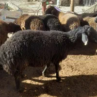 بره قوچ ۱ ساله و۳سال