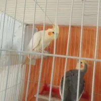 یک جفت عروس هلندی