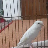 قناری ماده الیام