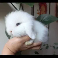 خرگوش لوپ ۳ ماهشه|موش و خرگوش|ساوه, |دیوار