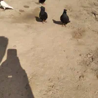 شادگان|پرنده|شادگان, |دیوار