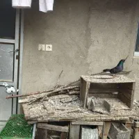 فروش کبوتر شازده و خالپیس|پرنده|بابل, |دیوار