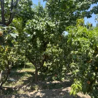 باغ با فنس و دیوار لب قایقرانی(ذوب آهن)|فروش زمین و ملک کلنگی|فولادشهر, زاینده رود|دیوار