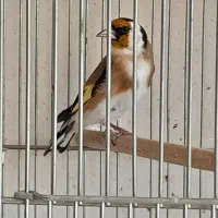 سهره نر مست مست دو عدد
