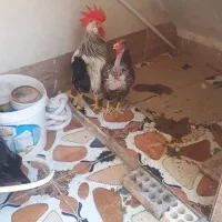 خروس‌