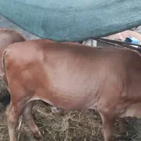 فروش ۳ گاو رودان|حیوانات مزرعه|بندرعباس, |دیوار