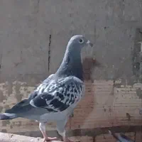 ماده بزرگ پلاکی مگسی و جوجه دو خط