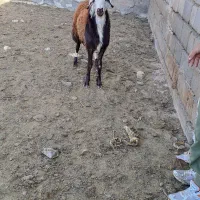 برقوچی افشاری