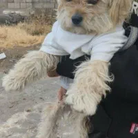 سگ شیتزو|سگ|سنندج, |دیوار