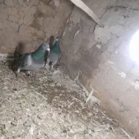 کفتر پلاکی