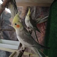 جوجه عروس هلندی ژنتیک فوق العاده|پرنده|رودهن, |دیوار