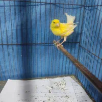 قناری نر آماده  تک رنگ خوش رنگ آماده برای فروش
