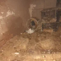 کبوتر|پرنده|فیروزه, |دیوار