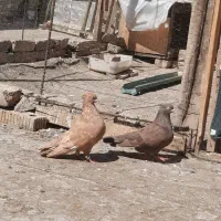 فروش یک جفت کبوتر|پرنده|شیراز, ترمینال باربری|دیوار