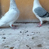 گراف سار