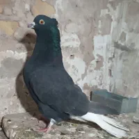 دم سفید جفت