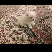 سگ پامر خرسی|سگ|سنندج, |دیوار