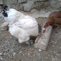 مرغ کرچ شده براهما|حیوانات مزرعه|نوشین شهر, |دیوار