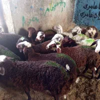 بره نر افشار سرخ سالم و گوشتی تربت حیدریه|حیوانات مزرعه|ملک‌آباد, |دیوار