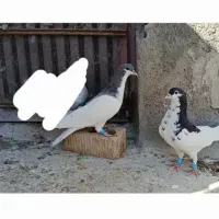 یال شهری گلدار جنگی|پرنده|شیراز, ترمینال باربری|دیوار