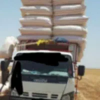کاه  به شرط کیسه شده تحویلی