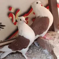 بیر جوت پشتی آلیام...