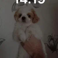 آقا لئو بامزه