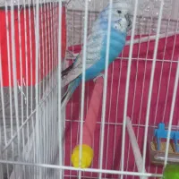 مرغ عشق انگلیسی. خیلی درشت. رنگ خواص|پرنده|قدس, شهرقدس|دیوار