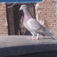 سبز کاکولی پلاکی کاکولی|پرنده|لالجین, |دیوار