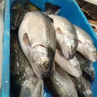 ماهی قزل آلا تازه