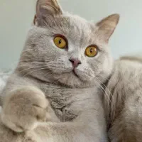 نر بریتیش لیلاک جهت جفتگیری