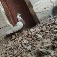 کفتر|پرنده|بندرلنگه, |دیوار