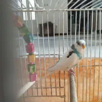 یک جفت مرغ عشق نر و ماده|پرنده|شاهین‌شهر, عطار|دیوار