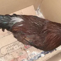 خروس|حیوانات مزرعه|پاتاوه, |دیوار