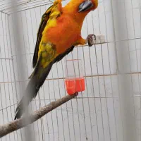 طوطی خورشیدی