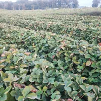 نهال سابرینا درجه یک