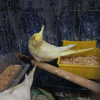 عروس هلندی ماده