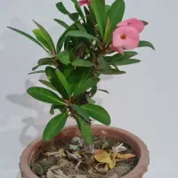 گل روز مادر|گل و گیاه طبیعی|مراغه, |دیوار