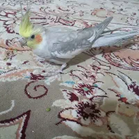 پرنده عروس هلندی