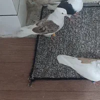 نروماده  دوکت پلنگ