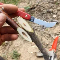 پیوند گردو|خدمات باغبانی و درختکاری|خرم‌آباد, |دیوار