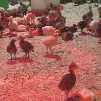 جوجه بقلمون برنز و بیوتی ۲۰ روز ۲۵۰تومان