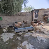 بیگ نر چاق کیلو270