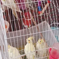 8عدد عروس هلندی