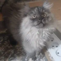 توله پرشین کلاسیک ماده 3 ماهه|گربه|شیراز, شهرک گلستان|دیوار