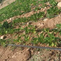 اجاره زمین کشاورزی