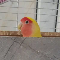 کوتوله برزیلی ماده تخم گذار