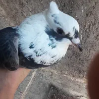 کفتر تهرانی