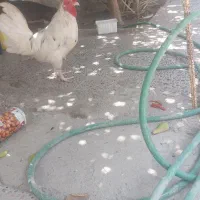 خروس پاکوتاه چینی