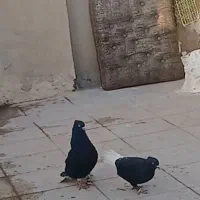 کفتر زاغ دم سفید